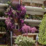 ...che risale le facciate creando una sorta di �giardino verticale"